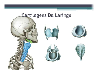 Cartilagens Da Laringe
 
