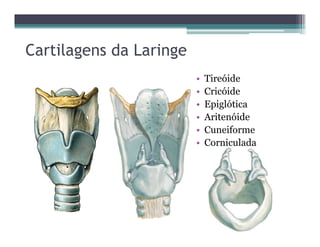 Cartilagens da Laringe
• Tireóide
• Cricóide
• Epiglótica
• Aritenóide
• Cuneiforme
• Corniculada
 