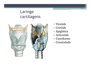 Laringe
cartilagens
• Tireóide
• Cricóide
• Epiglótica
• Aritenóide
• Cuneiforme
• Corniculada
 