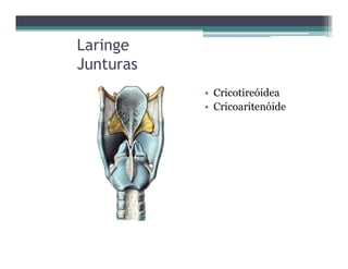 Laringe
Junturas
• Cricotireóidea
• Cricoaritenóide
 