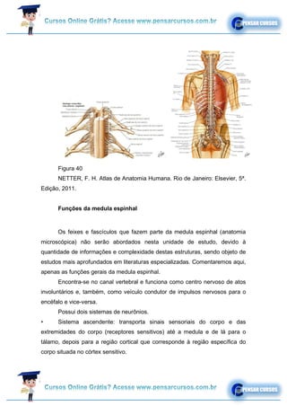 Figura 40
NETTER, F. H. Atlas de Anatomia Humana. Rio de Janeiro: Elsevier, 5ª.
Edição, 2011.
Funções da medula espinhal
Os feixes e fascículos que fazem parte da medula espinhal (anatomia
microscópica) não serão abordados nesta unidade de estudo, devido à
quantidade de informações e complexidade destas estruturas, sendo objeto de
estudos mais aprofundados em literaturas especializadas. Comentaremos aqui,
apenas as funções gerais da medula espinhal.
Encontra-se no canal vertebral e funciona como centro nervoso de atos
involuntários e, também, como veículo condutor de impulsos nervosos para o
encéfalo e vice-versa.
Possui dois sistemas de neurônios.
• Sistema ascendente: transporta sinais sensoriais do corpo e das
extremidades do corpo (receptores sensitivos) até a medula e de lá para o
tálamo, depois para a região cortical que corresponde à região específica do
corpo situada no córtex sensitivo.
 