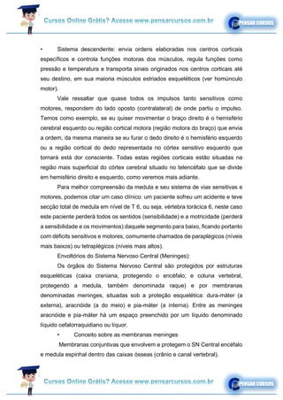 • Sistema descendente: envia ordens elaboradas nos centros corticais
específicos e controla funções motoras dos músculos, regula funções como
pressão e temperatura e transporta sinais originados nos centros corticais até
seu destino, em sua maioria músculos estriados esqueléticos (ver homúnculo
motor).
Vale ressaltar que quase todos os impulsos tanto sensitivos como
motores, respondem do lado oposto (contralateral) de onde partiu o impulso.
Temos como exemplo, se eu quiser movimentar o braço direito é o hemisfério
cerebral esquerdo ou região cortical motora (região motora do braço) que envia
a ordem, da mesma maneira se eu furar o dedo direito é o hemisfério esquerdo
ou a região cortical do dedo representada no córtex sensitivo esquerdo que
tornará está dor consciente. Todas estas regiões corticais estão situadas na
região mais superficial do córtex cerebral situado no telencéfalo que se divide
em hemisfério direito e esquerdo, como veremos mais adiante.
Para melhor compreensão da medula e seu sistema de vias sensitivas e
motores, podemos citar um caso clínico: um paciente sofreu um acidente e teve
secção total de medula em nível de T 6, ou seja, vértebra torácica 6, neste caso
este paciente perderá todos os sentidos (sensibilidade) e a motricidade (perderá
a sensibilidade e os movimentos) daquele segmento para baixo, ficando portanto
com déficits sensitivos e motores, comumente chamados de paraplégicos (níveis
mais baixos) ou tetraplégicos (níveis mais altos).
Envoltórios do Sistema Nervoso Central (Meninges):
Os órgãos do Sistema Nervoso Central são protegidos por estruturas
esqueléticas (caixa craniana, protegendo o encéfalo; e coluna vertebral,
protegendo a medula, também denominada raque) e por membranas
denominadas meninges, situadas sob a proteção esquelética: dura-máter (a
externa), aracnóide (a do meio) e pia-máter (a interna). Entre as meninges
aracnóide e pia-máter há um espaço preenchido por um líquido denominado
líquido cefalorraquidiano ou líquor.
• Conceito sobre as membranas meninges
Membranas conjuntivas que envolvem e protegem o SN Central encéfalo
e medula espinhal dentro das caixas ósseas (crânio e canal vertebral).
 