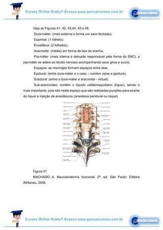 Veja as Figuras 41, 42, 43,44, 45 e 46.
Dura-máter: (mais externa e forma um saco fechado).
Espinhal: (1 folheto).
Encefálica: (2 folhetos).
Aracnoide: (média) em forma de teia de aranha.
Pia-máter: (mais interna e delicada responsável pela forma do SNC), a
pia-máter se adere ao tecido nervoso acompanhando seus giros e sucos.
Espaços: as meninges formam espaços entre elas.
Epidural: (entre dura-máter e o osso – contém veias e gordura).
Subdural :(entre a dura-máter e aracnoide - virtual).
Sub-aracnoídeo: contém o líquido cefalorraquidiano (líquor), sendo o
mais importante, pois são neste espaço que são realizadas punções para exame
do líquor e injeção de anestésicos (anestesia peridural ou raque).
Figura 41
MACHADO A. Neuroanatomia funcional. 2ª. ed. São Paulo: Editora
Athteneu, 2006.
 