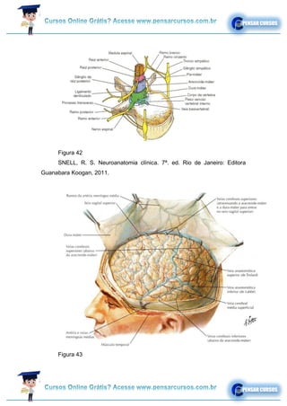 Figura 42
SNELL, R. S. Neuroanatomia clínica. 7ª. ed. Rio de Janeiro: Editora
Guanabara Koogan, 2011.
Figura 43
 