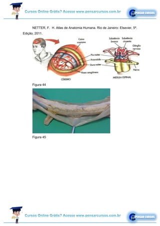 NETTER, F. H. Atlas de Anatomia Humana. Rio de Janeiro: Elsevier, 5ª.
Edição, 2011.
Figura 44
Figura 45
 