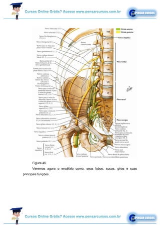 Figura 46
Veremos agora o encéfalo como, seus lobos, sucos, giros e suas
principais funções.
 