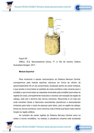 Figura 29
SNELL, R.S. Neuroanatomia clínica. 7ª. d. Rio de Janeiro: Editora
Guanabara Koogan, 2011.
Medula Espinhal
Para iniciarmos o estudo macroscópico do Sistema Nervoso Central,
começaremos pela medula espinhal, estrutura em forma de cilindro de
aproximadamente 45 cm de comprimento, localizada dentro do canal vertebral,
e que recebe e envia todos os sentidos do corpo somático e das vísceras para o
encéfalo e que envia todas as respostas emanadas pelo encéfalo para todas as
regiões do corpo, principalmente músculos e vísceras com exceção da região da
cabeça, está sob o domínio dos nervos cranianos. Resumindo é um tubo por
onde transitam feixes e fascículos ascendentes (sensitivos) e descendentes
(motores) para todo o corpo do pescoço para baixo, pois na região da cabeça,
temos os nervos cranianos, como veremos mais à frente que fazem esta mesma
função na região cefálica.
Ao contrário de outras regiões do Sistema Nervoso Central como no
córtex e tronco encefálico, na medula a substância cinzenta está localizada
 