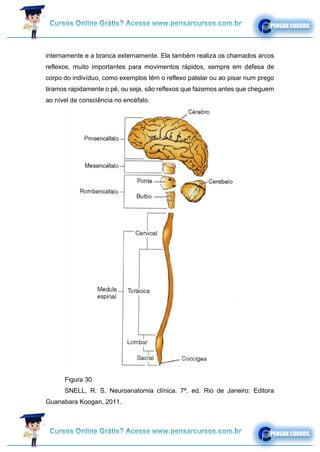 internamente e a branca externamente. Ela também realiza os chamados arcos
reflexos, muito importantes para movimentos rápidos, sempre em defesa de
corpo do indivíduo, como exemplos têm o reflexo patelar ou ao pisar num prego
tiramos rapidamente o pé, ou seja, são reflexos que fazemos antes que cheguem
ao nível de consciência no encéfalo.
Figura 30
SNELL, R. S. Neuroanatomia clínica. 7ª. ed. Rio de Janeiro: Editora
Guanabara Koogan, 2011.
 