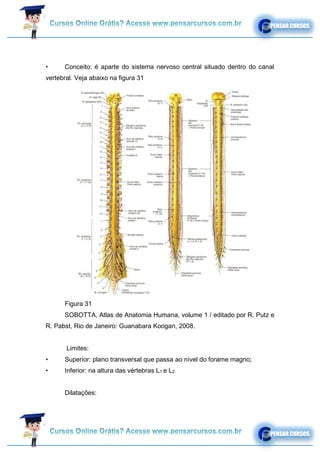 • Conceito: é aparte do sistema nervoso central situado dentro do canal
vertebral. Veja abaixo na figura 31
Figura 31
SOBOTTA, Atlas de Anatomia Humana, volume 1 / editado por R. Putz e
R. Pabst, Rio de Janeiro: Guanabara Koogan, 2008.
Limites:
• Superior: plano transversal que passa ao nível do forame magno;
• Inferior: na altura das vértebras L1 e L2.
Dilatações:
 