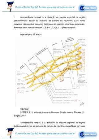 • Intumescência cervical: é a dilatação da medula espinhal na região
cérvicotorácica devido ao aumento do número de neurônios cujas fibras
nervosas vão constituir os nervos destinados ao pescoço e membros superiores.
Formada pelos nervos cervicais (C5, C6, C7, C8, T1, (plexo braquial).
Veja na figura 32 abaixo.
Figura 32
NETTER, F. H. Atlas de Anatomia Humana. Rio de Janeiro: Elsevier, 5ª.
Edição, 2011.
Intumescência lombar: é a dilatação da medula espinhal na região
lombossacral devido ao aumento do número de neurônios cujas fibras nervosas
 