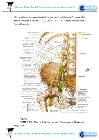 vão constituir os nervos destinados à pelve e membros inferiores. Formada pelos
nervos lombares e sacrais (L1, L2, L3, L4, L5, S1, S2 – Plexo lombossacral).
Veja a Figura 33.
Figura 33
NETTER, F.H. Atlas de Anatomia Humana. Rio de Janeiro: Elsevier, 5ª.
Edição, 2011.
 