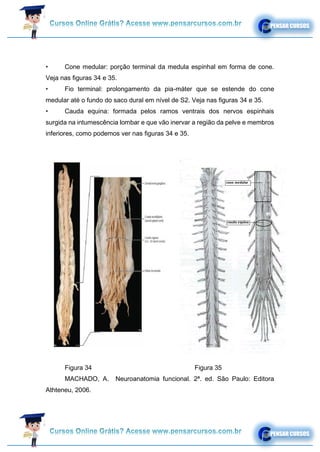 • Cone medular: porção terminal da medula espinhal em forma de cone.
Veja nas figuras 34 e 35.
• Fio terminal: prolongamento da pia-máter que se estende do cone
medular até o fundo do saco dural em nível de S2. Veja nas figuras 34 e 35.
• Cauda equina: formada pelos ramos ventrais dos nervos espinhais
surgida na intumescência lombar e que vão inervar a região da pelve e membros
inferiores, como podemos ver nas figuras 34 e 35.
Figura 34 Figura 35
MACHADO, A. Neuroanatomia funcional. 2ª. ed. São Paulo: Editora
Athteneu, 2006.
 