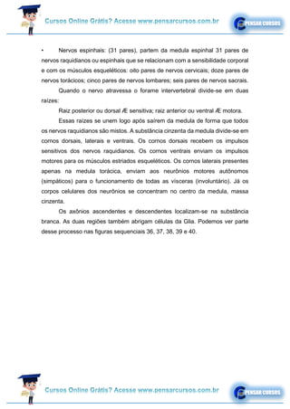• Nervos espinhais: (31 pares), partem da medula espinhal 31 pares de
nervos raquidianos ou espinhais que se relacionam com a sensibilidade corporal
e com os músculos esqueléticos: oito pares de nervos cervicais; doze pares de
nervos torácicos; cinco pares de nervos lombares; seis pares de nervos sacrais.
Quando o nervo atravessa o forame intervertebral divide-se em duas
raízes:
Raiz posterior ou dorsal Æ sensitiva; raiz anterior ou ventral Æ motora.
Essas raízes se unem logo após saírem da medula de forma que todos
os nervos raquidianos são mistos. A substância cinzenta da medula divide-se em
cornos dorsais, laterais e ventrais. Os cornos dorsais recebem os impulsos
sensitivos dos nervos raquidianos. Os cornos ventrais enviam os impulsos
motores para os músculos estriados esqueléticos. Os cornos laterais presentes
apenas na medula torácica, enviam aos neurônios motores autônomos
(simpáticos) para o funcionamento de todas as vísceras (involuntário). Já os
corpos celulares dos neurônios se concentram no centro da medula, massa
cinzenta.
Os axônios ascendentes e descendentes localizam-se na substância
branca. As duas regiões também abrigam células da Glia. Podemos ver parte
desse processo nas figuras sequenciais 36, 37, 38, 39 e 40.
 
