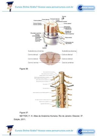 Figura 36
Figura 37
NETTER, F. H. Atlas de Anatomia Humana. Rio de Janeiro: Elsevier, 5ª.
Edição, 2011.
 