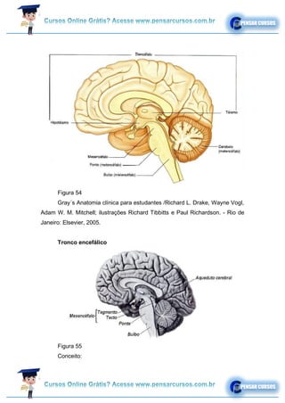 Figura 54
Gray´s Anatomia clínica para estudantes /Richard L. Drake, Wayne Vogl,
Adam W. M. Mitchell; ilustrações Richard Tibbitts e Paul Richardson. - Rio de
Janeiro: Elsevier, 2005.
Tronco encefálico
Figura 55
Conceito:
 