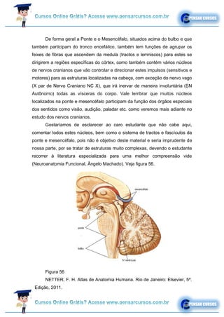 De forma geral a Ponte e o Mesencéfalo, situados acima do bulbo e que
também participam do tronco encefálico, também tem funções de agrupar os
feixes de fibras que ascendem da medula (tractos e lemniscos) para estes se
dirigirem a regiões específicas do córtex, como também contém vários núcleos
de nervos cranianos que vão controlar e direcionar estes impulsos (sensitivos e
motores) para as estruturas localizadas na cabeça, com exceção do nervo vago
(X par de Nervo Craniano NC X), que irá inervar de maneira involuntária (SN
Autônomo) todas as vísceras do corpo. Vale lembrar que muitos núcleos
localizados na ponte e mesencéfalo participam da função dos órgãos especiais
dos sentidos como visão, audição, paladar etc. como veremos mais adiante no
estudo dos nervos cranianos.
Gostaríamos de esclarecer ao caro estudante que não cabe aqui,
comentar todos estes núcleos, bem como o sistema de tractos e fascículos da
ponte e mesencéfalo, pois não é objetivo deste material e seria imprudente de
nossa parte, por se tratar de estruturas muito complexas, devendo o estudante
recorrer à literatura especializada para uma melhor compreensão vide
(Neuroanatomia Funcional, Ângelo Machado). Veja figura 56.
Figura 56
NETTER, F. H. Atlas de Anatomia Humana. Rio de Janeiro: Elsevier, 5ª.
Edição, 2011.
 