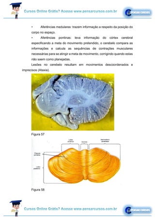 • Aferências medulares: trazem informação a respeito da posição do
corpo no espaço.
• Aferências pontinas: leva informação do córtex cerebral
especificando a meta do movimento pretendido, o cerebelo compara as
informações e calcula as sequências de contrações musculares
necessárias para se atingir a meta de movimento, corrigindo quando estas
não saem como planejadas.
Lesões no cerebelo resultam em movimentos descoordenados e
imprecisos (Ataxia).
Figura 57
Figura 58
 