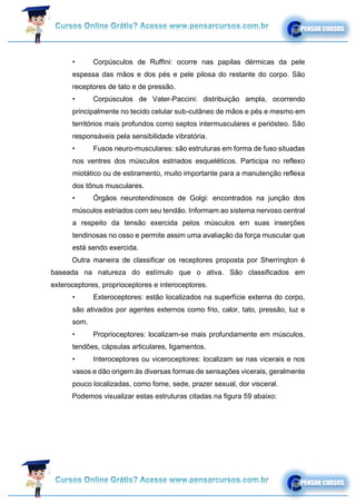 • Corpúsculos de Ruffini: ocorre nas papilas dérmicas da pele
espessa das mãos e dos pés e pele pilosa do restante do corpo. São
receptores de tato e de pressão.
• Corpúsculos de Vater-Paccini: distribuição ampla, ocorrendo
principalmente no tecido celular sub-cutâneo de mãos e pés e mesmo em
territórios mais profundos como septos intermusculares e periósteo. São
responsáveis pela sensibilidade vibratória.
• Fusos neuro-musculares: são estruturas em forma de fuso situadas
nos ventres dos músculos estriados esqueléticos. Participa no reflexo
miotático ou de estiramento, muito importante para a manutenção reflexa
dos tônus musculares.
• Órgãos neurotendinosos de Golgi: encontrados na junção dos
músculos estriados com seu tendão. Informam ao sistema nervoso central
a respeito da tensão exercida pelos músculos em suas inserções
tendinosas no osso e permite assim uma avaliação da força muscular que
está sendo exercida.
Outra maneira de classificar os receptores proposta por Sherrington é
baseada na natureza do estímulo que o ativa. São classificados em
exteroceptores, proprioceptores e interoceptores.
• Exteroceptores: estão localizados na superfície externa do corpo,
são ativados por agentes externos como frio, calor, tato, pressão, luz e
som.
• Proprioceptores: localizam-se mais profundamente em músculos,
tendões, cápsulas articulares, ligamentos.
• Interoceptores ou viceroceptores: localizam se nas vicerais e nos
vasos e dão origem às diversas formas de sensações vicerais, geralmente
pouco localizadas, como fome, sede, prazer sexual, dor visceral.
Podemos visualizar estas estruturas citadas na figura 59 abaixo:
 