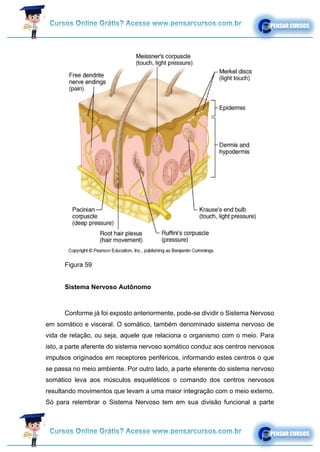 Figura 59
Sistema Nervoso Autônomo
Conforme já foi exposto anteriormente, pode-se dividir o Sistema Nervoso
em somático e visceral. O somático, também denominado sistema nervoso de
vida de relação, ou seja, aquele que relaciona o organismo com o meio. Para
isto, a parte aferente do sistema nervoso somático conduz aos centros nervosos
impulsos originados em receptores periféricos, informando estes centros o que
se passa no meio ambiente. Por outro lado, a parte eferente do sistema nervoso
somático leva aos músculos esqueléticos o comando dos centros nervosos
resultando movimentos que levam a uma maior integração com o meio externo.
Só para relembrar o Sistema Nervoso tem em sua divisão funcional a parte
 