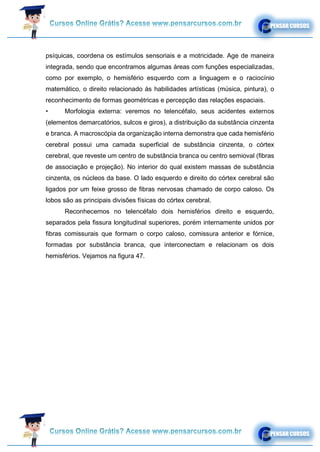 psíquicas, coordena os estímulos sensoriais e a motricidade. Age de maneira
integrada, sendo que encontramos algumas áreas com funções especializadas,
como por exemplo, o hemisfério esquerdo com a linguagem e o raciocínio
matemático, o direito relacionado às habilidades artísticas (música, pintura), o
reconhecimento de formas geométricas e percepção das relações espaciais.
• Morfologia externa: veremos no telencéfalo, seus acidentes externos
(elementos demarcatórios, sulcos e giros), a distribuição da substância cinzenta
e branca. A macroscópia da organização interna demonstra que cada hemisfério
cerebral possui uma camada superficial de substância cinzenta, o córtex
cerebral, que reveste um centro de substância branca ou centro semioval (fibras
de associação e projeção). No interior do qual existem massas de substância
cinzenta, os núcleos da base. O lado esquerdo e direito do córtex cerebral são
ligados por um feixe grosso de fibras nervosas chamado de corpo caloso. Os
lobos são as principais divisões físicas do córtex cerebral.
Reconhecemos no telencéfalo dois hemisférios direito e esquerdo,
separados pela fissura longitudinal superiores, porém internamente unidos por
fibras comissurais que formam o corpo caloso, comissura anterior e fórnice,
formadas por substância branca, que interconectam e relacionam os dois
hemisférios. Vejamos na figura 47.
 