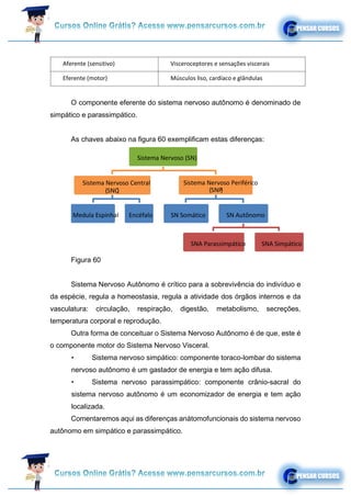 Aferente (sensitivo) Visceroceptores e sensações viscerais
Eferente (motor) Músculos liso, cardíaco e glândulas
O componente eferente do sistema nervoso autônomo é denominado de
simpático e parassimpático.
As chaves abaixo na figura 60 exemplificam estas diferenças:
Figura 60
Sistema Nervoso Autônomo é crítico para a sobrevivência do indivíduo e
da espécie, regula a homeostasia, regula a atividade dos órgãos internos e da
vasculatura: circulação, respiração, digestão, metabolismo, secreções,
temperatura corporal e reprodução.
Outra forma de conceituar o Sistema Nervoso Autônomo é de que, este é
o componente motor do Sistema Nervoso Visceral.
• Sistema nervoso simpático: componente toraco-lombar do sistema
nervoso autônomo é um gastador de energia e tem ação difusa.
• Sistema nervoso parassimpático: componente crânio-sacral do
sistema nervoso autônomo é um economizador de energia e tem ação
localizada.
Comentaremos aqui as diferenças anátomofuncionais do sistema nervoso
autônomo em simpático e parassimpático.
Sistema Nervoso (SN)
Sistema Nervoso Central
(SNC)
Medula Espinhal Encéfalo SN Somático SN Autônomo
SNA Parassimpático SNA Simpático
Sistema Nervoso Periférico
(SNP
)
 