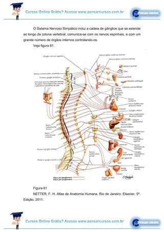 O Sistema Nervoso Simpático inclui a cadeia de gânglios que se estende
ao longo da coluna vertebral, comunica-se com os nervos espinhais, e com um
grande número de órgãos internos controlando-os.
Veja figura 61.
Figura 61
NETTER, F. H. Atlas de Anatomia Humana. Rio de Janeiro: Elsevier, 5ª.
Edição, 2011.
 