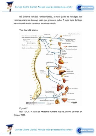 No Sistema Nervoso Parassimpático, a maior parte da inervação das
visceras origina-se do nervo vago, que ermege o bulbo. A outra fonte de fibras
parassimpáticas são os nervos espinhais sacrais.
Veja figura 62 abaixo.
Figura 62
NETTER, F. H. Atlas de Anatomia Humana. Rio de Janeiro: Elsevier, 5ª.
Edição, 2011.
 