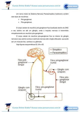 Um nervo motor do Sistema Nervoso Parassimpático Autônomo contém
dois tipos de neurônios:
➢ Pré-ganglionar;
➢ Pós-ganglionar.
O corpo celular do neurônio pré-ganglionar fica localizado dentro do SNC
e seu axônio vai até um gânglio, onde o impulso nervoso é transmitido
simpaticamente ao neurônio pós-ganglionar.
O corpo celular do neurônio pós-ganglionar fica no interior do gânglio
nervoso e seu axônio conduz o estímulo nervoso até o órgão efetuador, que pode
ser um músculo liso, cardíaco ou glândula.
Veja figuras esquemáticas 63, 64 e 65.
 