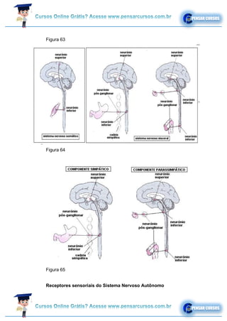 Figura 63
Figura 64
Figura 65
Receptores sensoriais do Sistema Nervoso Autônomo
 