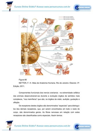 Figura 66
NETTER, F. H. Atlas de Anatomia Humana. Rio de Janeiro: Elsevier, 5ª.
Edição, 2011.
Componentes funcionais dos nervos cranianos: na extremidade cefálica
dos animais desenvolveram-se durante a evolução órgãos de sentidos mais
complexos, “nos mamíferos” que são, os órgãos da visão, audição, gustação e
olfação.
Os receptores destes órgãos são denominados “especiais” para distingui-
los dos demais receptores, que, por serem encontrados em todo o resto do
corpo, são denominados gerais. As fibras nervosas em relação com estes
receptores são classificadas como especiais. Assim temos:
.
 