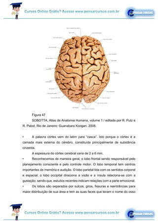Figura 47
SOBOTTA, Atlas de Anatomia Humana, volume 1 / editado por R. Putz e
R. Pabst, Rio de Janeiro: Guanabara Koogan, 2008.
• A palavra córtex vem do latim para “casca”. Isto porque o córtex é a
camada mais externa do cérebro, constituída principalmente de substância
cinzenta.
A espessura do córtex cerebral varia de 2 a 6 mm.
• Reconhecemos de maneira geral, o lobo frontal sendo responsável pelo
planejamento consciente e pelo controle motor. O lobo temporal tem centros
importantes de memória e audição. O lobo parietal lida com os sentidos corporal
e espacial, o lobo occipital direciona a visão e a ínsula relaciona-se com a
gustação, sendo que, estudos recentes indicam relações com a parte emocional.
• Os lobos são separados por sulcos, giros, fissuras e reentrâncias para
maior distribuição de sua área e tem as suas faces que levam o nome do osso
 