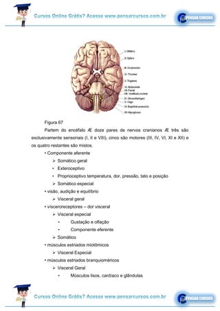 Figura 67
Partem do encéfalo Æ doze pares de nervos cranianos Æ três são
exclusivamente sensoriais (I, II e VIII), cinco são motores (III, IV, VI, XI e XII) e
os quatro restantes são mistos.
• Componente aferente
➢ Somático geral
• Exteroceptivo
• Proprioceptivo temperatura, dor, pressão, tato e posição
➢ Somático especial
• visão, audição e equilíbrio
➢ Visceral geral
• vísceroreceptores – dor visceral
➢ Visceral especial
• Gustação e olfação
• Componente eferente
➢ Somático
• músculos estriados miotômicos
➢ Visceral Especial
• músculos estriados branquioméricos
➢ Visceral Geral
• Músculos lisos, cardíaco e glândulas
 