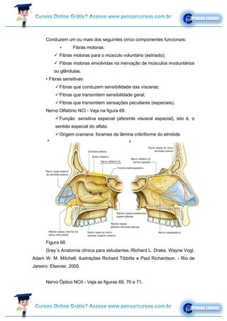 Conduzem um ou mais dos seguintes cinco componentes funcionais:
• Fibras motoras:
✓ Fibras motoras para o músculo voluntário (estriado);
✓ Fibras motoras envolvidas na inervação de músculos involuntários
ou glândulas.
• Fibras sensitivas:
✓Fibras que conduzem sensibilidade das vísceras;
✓Fibras que transmitem sensibilidade geral;
✓Fibras que transmitem sensações peculiares (especiais).
Nervo Olfatório NCI - Veja na figura 68.
✓Função: sensitiva especial (aferente visceral especial), isto é, o
sentido especial do olfato.
✓Origem craniana: forames da lâmina cribriforme do etmóide
Figura 68
Gray´s Anatomia clínica para estudantes /Richard L. Drake, Wayne Vogl,
Adam W. M. Mitchell; ilustrações Richard Tibbitts e Paul Richardson. - Rio de
Janeiro: Elsevier, 2005.
Nervo Óptico NCII - Veja as figuras 69, 70 e 71.
 