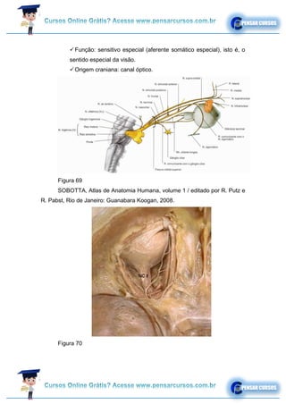 ✓Função: sensitivo especial (aferente somático especial), isto é, o
sentido especial da visão.
✓Origem craniana: canal óptico.
Figura 69
SOBOTTA, Atlas de Anatomia Humana, volume 1 / editado por R. Putz e
R. Pabst, Rio de Janeiro: Guanabara Koogan, 2008.
Figura 70
 