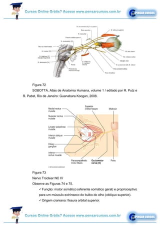 Figura 72
SOBOTTA, Atlas de Anatomia Humana, volume 1 / editado por R. Putz e
R. Pabst, Rio de Janeiro: Guanabara Koogan, 2008.
Figura 73
Nervo Troclear NC IV
Observe as Figuras 74 e 75.
✓Função: motor somático (eferente somático geral) e proprioceptivo
para um músculo extrínseco do bulbo do olho (oblíquo superior).
✓Origem craniana: fissura orbital superior.
 