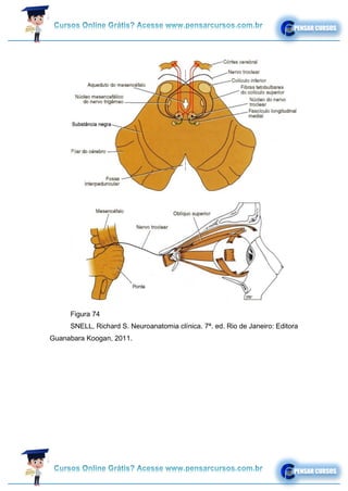 Figura 74
SNELL, Richard S. Neuroanatomia clínica. 7ª. ed. Rio de Janeiro: Editora
Guanabara Koogan, 2011.
 