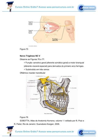 Figura 75
Nervo Trigêmeo NC V
Observe as Figuras 76 e 77.
✓Função: sensitivo geral (aferente somático geral) e motor branquial
(eferente visceral especial) para derivados do primeiro arco faríngeo.
✓Subdividido em três ramos:
Oftálmico maxilar mandibular
Figura 76
SOBOTTA, Atlas de Anatomia Humana, volume 1 / editado por R. Putz e
R. Pabst, Rio de Janeiro: Guanabara Koogan, 2008.
 