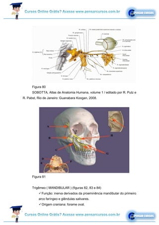 Figura 80
SOBOTTA, Atlas de Anatomia Humana, volume 1 / editado por R. Putz e
R. Pabst, Rio de Janeiro: Guanabara Koogan, 2008.
Figura 81
Trigêmeo ( MANDIBULAR ) (figuras 82, 83 e 84)
✓Função: inerva derivados da proeminência mandibular do primeiro
arco faríngeo e glândulas salivares.
✓Origem craniana: forame oval.
 