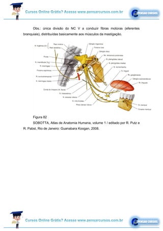Obs.: única divisão do NC V a conduzir fibras motoras (eferentes
branquiais), distribuídas basicamente aos músculos da mastigação.
Figura 82
SOBOTTA, Atlas de Anatomia Humana, volume 1 / editado por R. Putz e
R. Pabst, Rio de Janeiro: Guanabara Koogan, 2008.
 