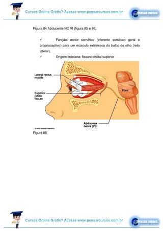 Figura 84 Abducente NC VI (figura 85 e 86)
✓ Função: motor somático (eferente somático geral e
proprioceptivo) para um músculo extrínseco do bulbo do olho (reto
lateral).
✓ Origem craniana: fissura orbital superior
Figura 85
✓
 