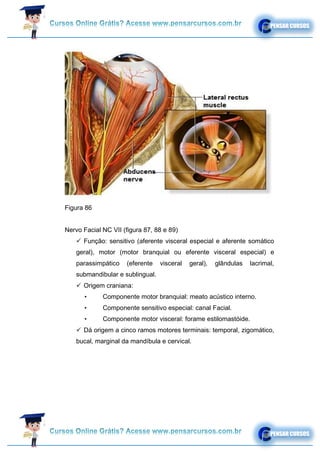 Figura 86
Nervo Facial NC VII (figura 87, 88 e 89)
✓ Função: sensitivo (aferente visceral especial e aferente somático
geral), motor (motor branquial ou eferente visceral especial) e
parassimpático (eferente visceral geral), glândulas lacrimal,
submandibular e sublingual.
✓ Origem craniana:
• Componente motor branquial: meato acústico interno.
• Componente sensitivo especial: canal Facial.
• Componente motor visceral: forame estilomastóide.
✓ Dá origem a cinco ramos motores terminais: temporal, zigomático,
bucal, marginal da mandíbula e cervical.
 
