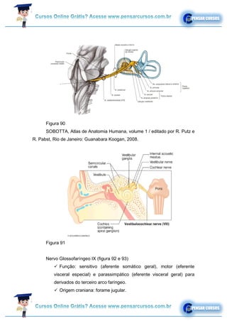 Figura 90
SOBOTTA, Atlas de Anatomia Humana, volume 1 / editado por R. Putz e
R. Pabst, Rio de Janeiro: Guanabara Koogan, 2008.
Figura 91
Nervo Glossofaríngeo IX (figura 92 e 93)
✓ Função: sensitivo (aferente somático geral), motor (eferente
visceral especial) e parassimpático (eferente visceral geral) para
derivados do terceiro arco faríngeo.
✓ Origem craniana: forame jugular.
 