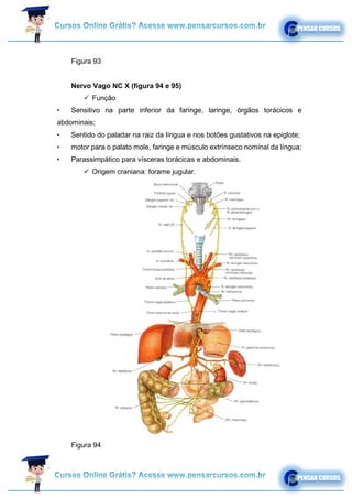 Figura 93
Nervo Vago NC X (figura 94 e 95)
✓ Função
• Sensitivo na parte inferior da faringe, laringe, órgãos torácicos e
abdominais;
• Sentido do paladar na raiz da língua e nos botões gustativos na epiglote;
• motor para o palato mole, faringe e músculo extrínseco nominal da língua;
• Parassimpático para vísceras torácicas e abdominais.
✓ Origem craniana: forame jugular.
Figura 94
 