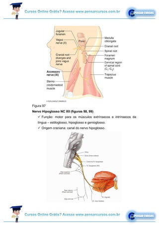 Figura 97
Nervo Hipoglosso NC XII (figuras 98, 99)
✓ Função: motor para os músculos extrínsecos e intrínsecos da
língua – estiloglosso, hipoglosso e genioglosso.
✓ Origem craniana: canal do nervo hipoglosso.
 
