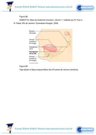 Figura 98
SOBOTTA, Atlas de Anatomia Humana, volume 1 / editado por R. Putz e
R. Pabst, Rio de Janeiro: Guanabara Koogan, 2008.
Figura 99
Veja abaixo a figura esquemática dos XII pares de nervos cranianos:
 