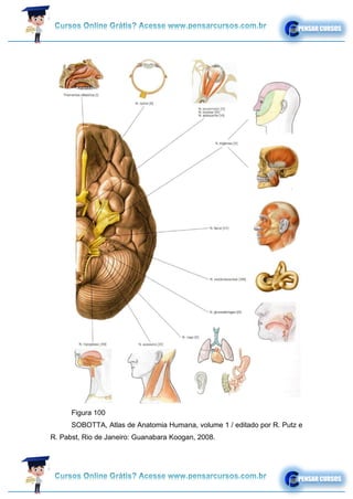Figura 100
SOBOTTA, Atlas de Anatomia Humana, volume 1 / editado por R. Putz e
R. Pabst, Rio de Janeiro: Guanabara Koogan, 2008.
 