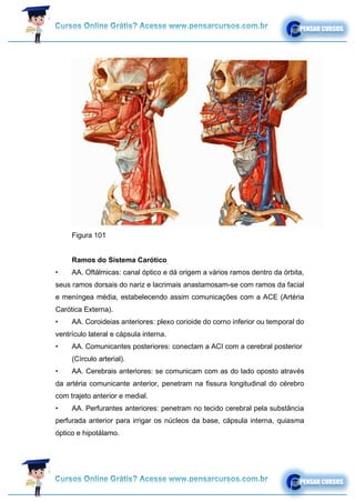 Figura 101
Ramos do Sistema Carótico
• AA. Oftálmicas: canal óptico e dá origem a vários ramos dentro da órbita,
seus ramos dorsais do nariz e lacrimais anastamosam-se com ramos da facial
e meníngea média, estabelecendo assim comunicações com a ACE (Artéria
Carótica Externa).
• AA. Coroideias anteriores: plexo corioide do corno inferior ou temporal do
ventrículo lateral e cápsula interna.
• AA. Comunicantes posteriores: conectam a ACI com a cerebral posterior
(Círculo arterial).
• AA. Cerebrais anteriores: se comunicam com as do lado oposto através
da artéria comunicante anterior, penetram na fissura longitudinal do cérebro
com trajeto anterior e medial.
• AA. Perfurantes anteriores: penetram no tecido cerebral pela substância
perfurada anterior para irrigar os núcleos da base, cápsula interna, quiasma
óptico e hipotálamo.
 
