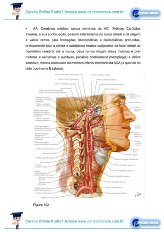 • AA. Cerebrais médias: ramos terminais da ACI (Artérias Carótidas
Interna), e sua continuação, passam lateralmente no sulco lateral e dá origem
a vários ramos para formações telencefálicas e diencefálicas profundas,
praticamente todo o córtex e substância branca subjacente da face lateral do
hemisfério cerebral até a ínsula. Seus ramos irrigam áreas motoras e pré-
motoras e sensitivas e auditivas, paralisia contralateral (hemiplegia) e déficit
sensitivo, menos acentuado no membro inferior (território da ACA) e quando do
lado dominante E (afasia).
Figura 102
 