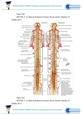 Figura 103
NETTER, F. H. Atlas de Anatomia Humana. Rio de Janeiro: Elsevier, 5ª.
Edição, 2011.
Figura 104
NETTER, F. H. Atlas de Anatomia Humana. Rio de Janeiro: Elsevier, 5ª.
Edição, 2011.
 