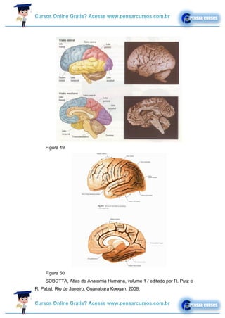 Figura 49
Figura 50
SOBOTTA, Atlas de Anatomia Humana, volume 1 / editado por R. Putz e
R. Pabst, Rio de Janeiro: Guanabara Koogan, 2008.
 